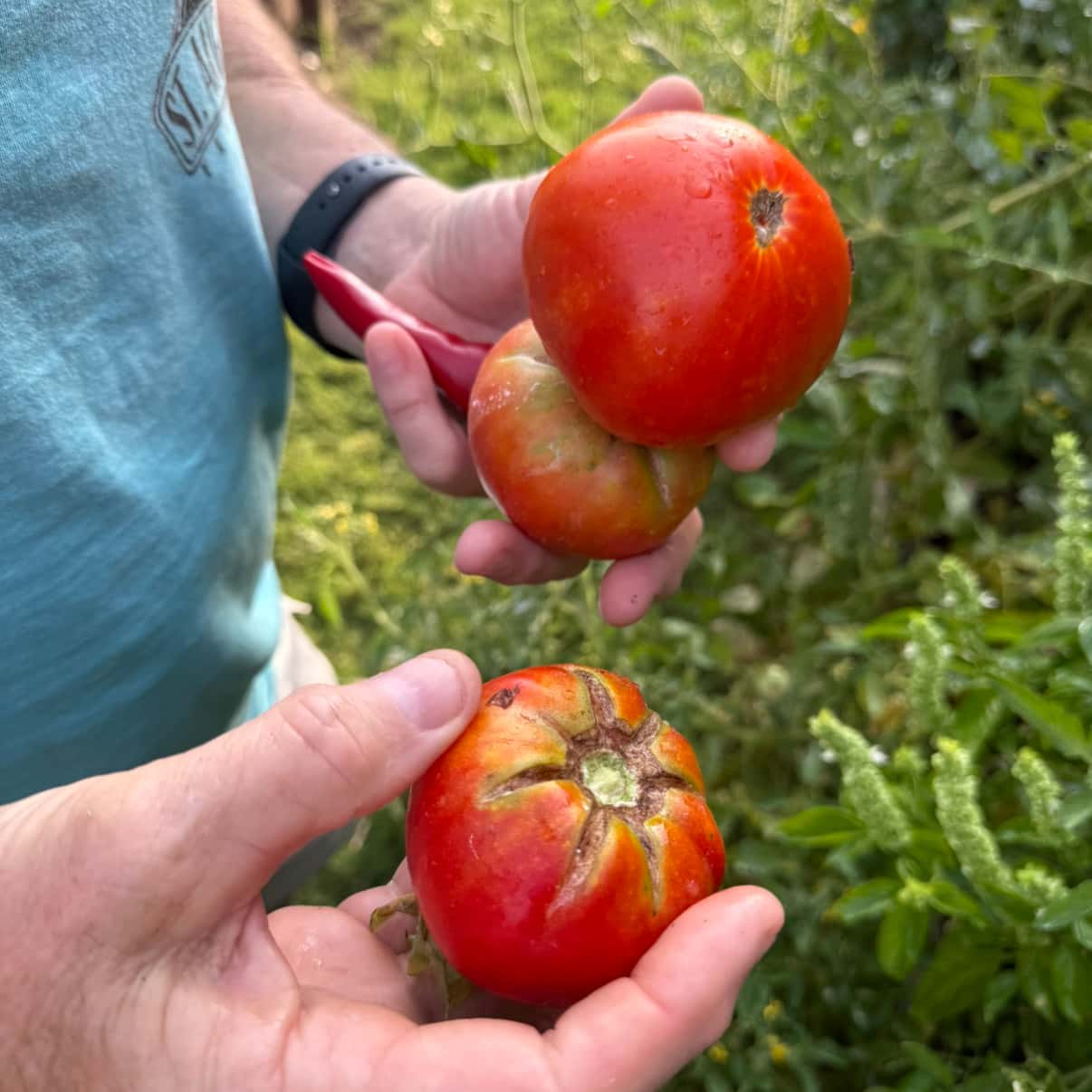Dad’s Tomatoes